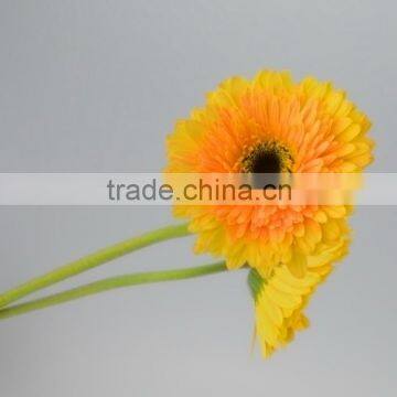 Beautiful Champagne yellow gerbera