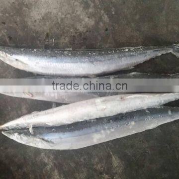2015 Seafrozen Pacific Saury Whole Round 0#:140g+ photo-3