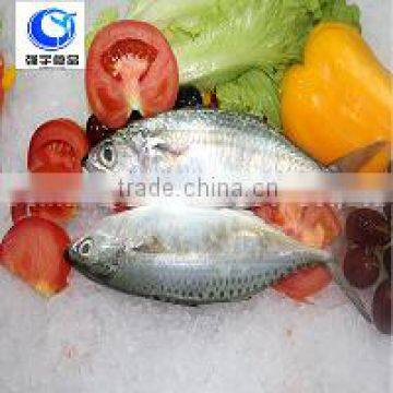 High quality frozen indian mackerel prices