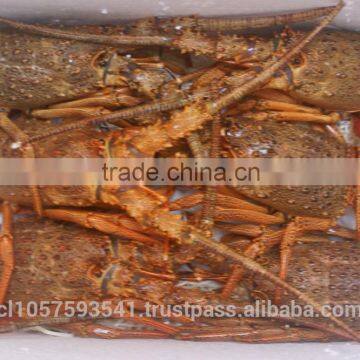 Live Spiny Rock Lobster photo-5