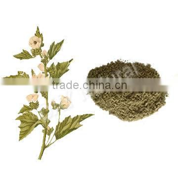 Free Sample Herbal Cigarettes Raw Materials Dried Marshmallow Leaves Cut and Sifted