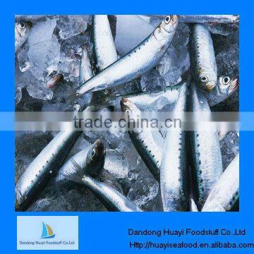 Fresh frozen sardine for fish