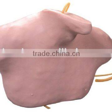 Central Venous Puncture and Catheterization Model