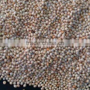 White Millet