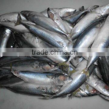 frozen whole round mackerel