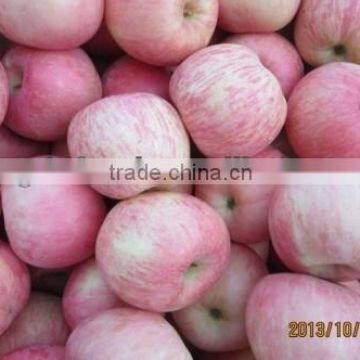 china fuji apple