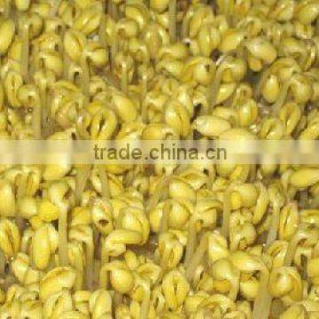 314ml soybean sprouts in glass jar