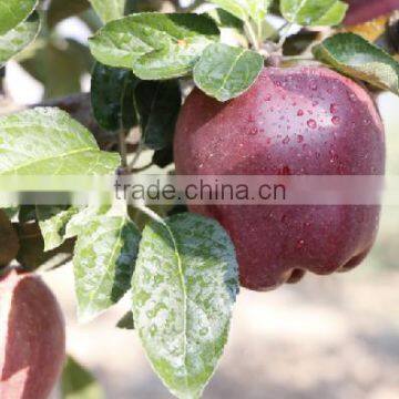 2016 New crop Huaniu apple Fresh apple China Gansu Tianshui Huaniu apple