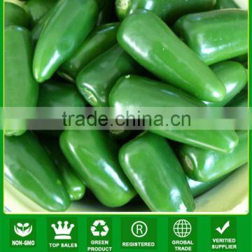 JP10 green bullet-head shape hybrid chilli seeds, chilli seeds