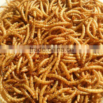 Yongzheng High quality pet Food dried mealworm