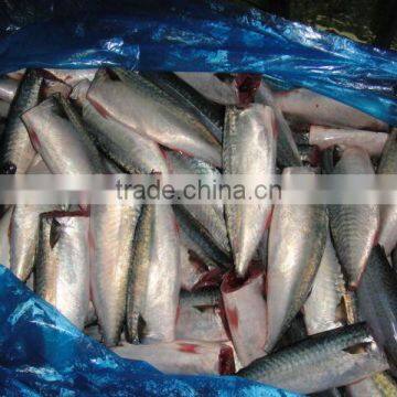 Land Frozen Pacific Mackerel Headless photo-2