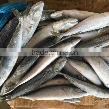New Landing Seafrozen Fish Pacific Mackerel 300-500g 23cm+ photo-2