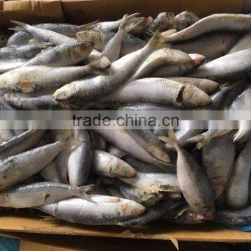 new fresh land frozen delicious trawling sardina