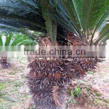 cycas revoluta flower tree