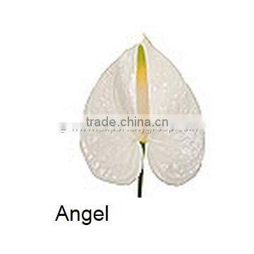 Fresh cut flower ANTHURIUM angel