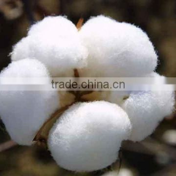 Raw cotton