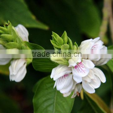 Orgaqnic Grade Malabar Nut At Your Door Step