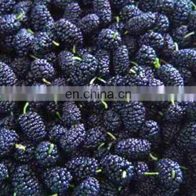 Healthy Taste Good Frozen Mulberry Freeze Mulberry photo-3