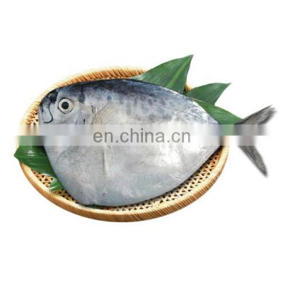 frozen moonfish frozen moon fish Mene Maculata whole price