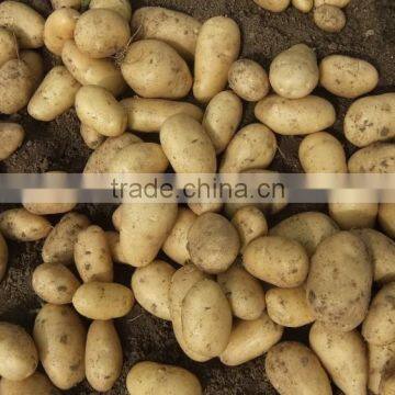 2015 Best Quality of the Potato in Anqiu photo-3