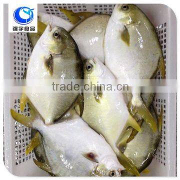 wholesale fish frozen golden pomfret