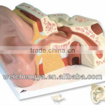 Anatomical /Biological /Medical Giant Ear Model