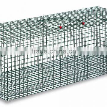 Cage trap for pigeons and other birds