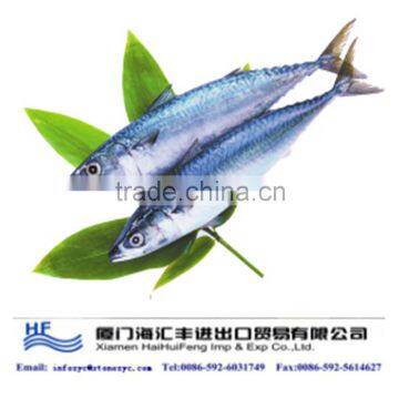 Spanish mackerel farming from China