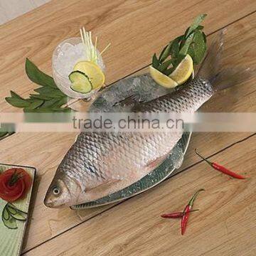 Available Stock Frozen Silver Carp