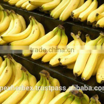 Banana Fruit Pulp Powder / Banana Powder photo-5
