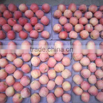 2013 new crop Fuji red apple china fuji apples