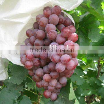 Chinese seeded red global grapes