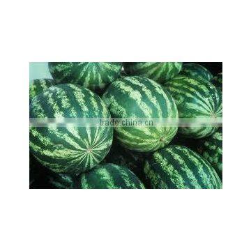 Citrullus lanatus, C. vulgaris (Water Melon)