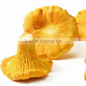 Best Price New Crop Frozen Chanterelle