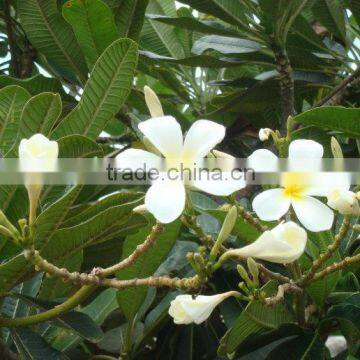 Natural Plant Plumeria Obtusa photo-3