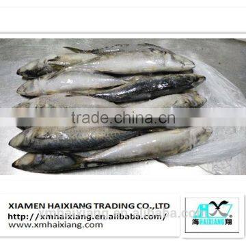 Frozen Good Quality Frozen Pacific Mackerel Fish(600g+)