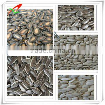 Water Melon Seed Kernels photo-3