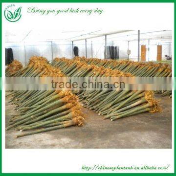 1M single trunk Money Tree