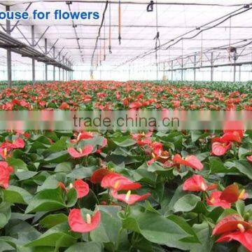 Vegetable Greenhouse photo-2