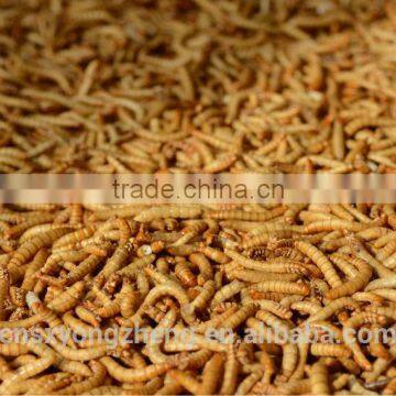 Private Labeling 1lb 2lb 3lb 5lb 11lb Bulk Package Dried Mealworm photo-2