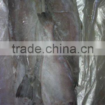 Frozen Leather Jacket Fish Whole photo-5