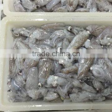 500g BQF Baby Squid photo-3