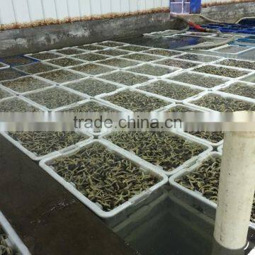 V-packed Cooked Short Clam Necked in Shell photo-2