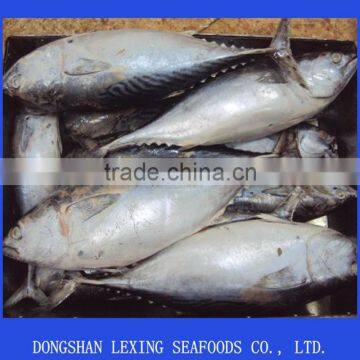 Hot Sell Frozen Bonito Tuna Fish