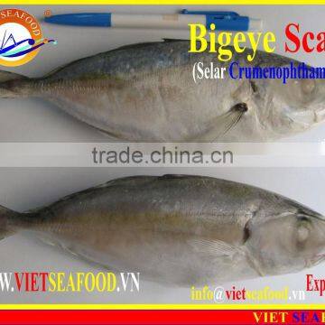 FROZEN BIGEYE SCAD WHOLE ROUND photo-5