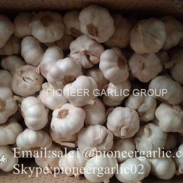 Chinese Natural 5cm Red Garlic Loose Packing In 10kg Box photo-3
