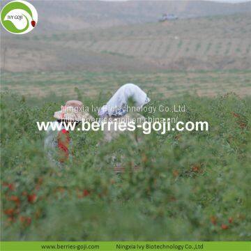Factory Wholesale Dried Wolfberry photo-3