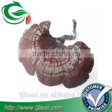 supply glossy ganoderma not extract