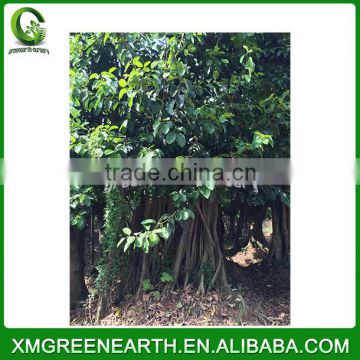 Ficus altissima big size (4)