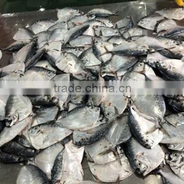 frozen moon fish manufactuer from China